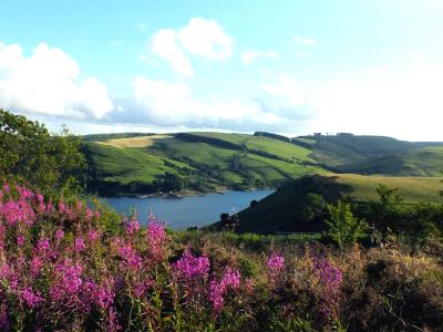 272  FOXGLOVE CLYWEDOG.jpg